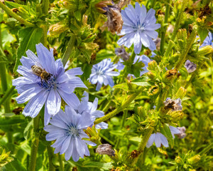 bee on flowers in the garden