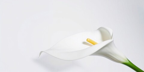 Elegant white calla lily on a minimal white background