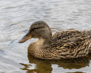 duck on the water