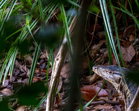 Water Monitor in the undergrowth
