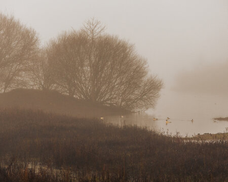 misty morning at the lake