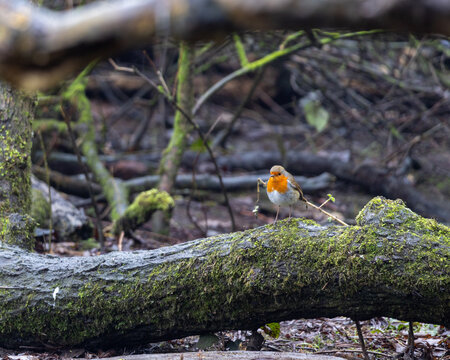 Robin on a log