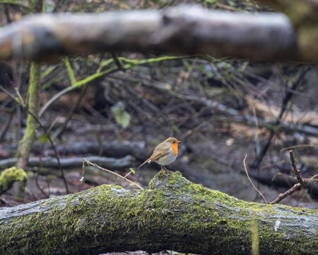 Robin on log