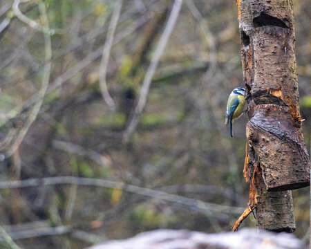 Blue tit on the tree