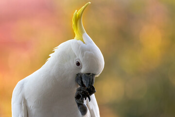 Sulphur-crested cockatoo