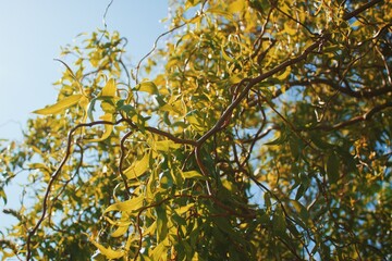 leaves against blue sky