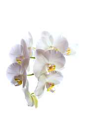 Amazing white orchid on white background. Beauty in nature. Flower bouquet. Light and airy look.