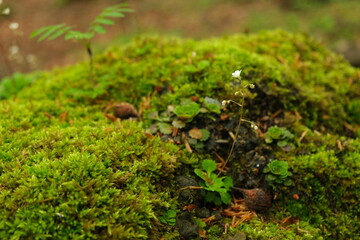 Macro tiny white flower with green moss around in a forest