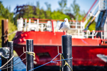 Seagull perching on pole in harbor with red ship in background