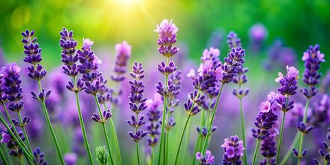 Obraz premium Calming Lavender Spiral: Panoramic Green Screen Stock Photo of Falling Purple Flowers