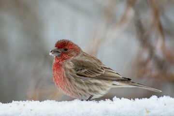 House finch perched on snow