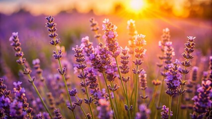 Naklejka premium Close-Up Lavender Field, Summer Sunlight, Tranquil Purple Flowers, Floral Beauty, Nature Photography
