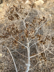 Dried umbels and seeds of a large weed found in Cyprus, A plant similar to Sosnowsky's hogweed or Mantegazzi's hogweed, an invasive plant that can burn the skin