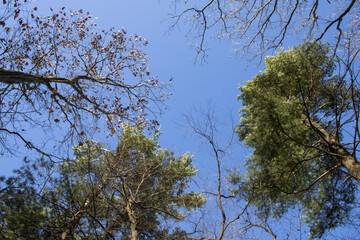 Tree branches against blue sky