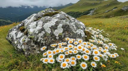 Mountain meadow daisies near mossy boulder