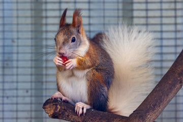 Obraz premium Japanese Squirrel Enjoying a Red Fruit