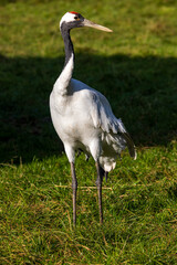Graceful Walk of the Red-Crowned Crane