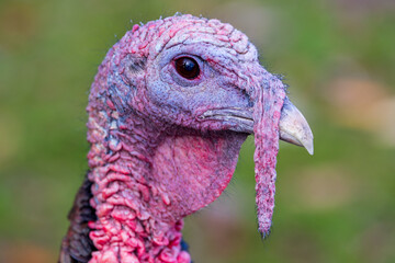 Wild Turkey Close-Up: Intriguing Beauty
