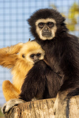 Gibbon Bond: Mother and Baby Together