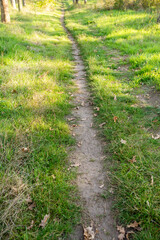 A close up of a lush green field