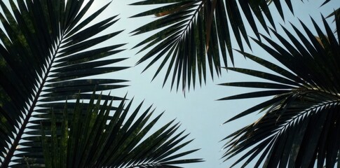 Obraz premium Close-up of black and white palm leaves in a circular arrangement, white, leaf, nature