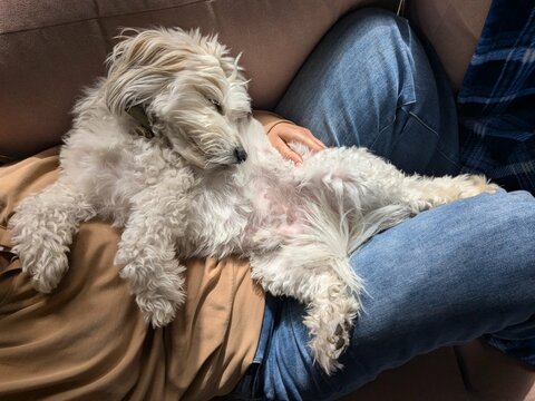 Cute puppy sleeps on lap