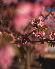 Blooming pink japanese cherry trees at the Arpad Toth Promenade, Budapest