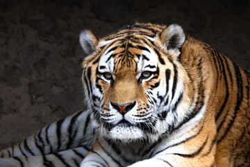 Sibirischer Tiger im Zoo Leipzig