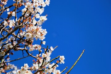 梅の花