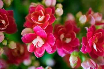 Close-up of Vibrant Hot Pink Blossoms in Bloom