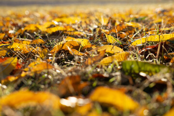 Golden Autumn Leaves on Grass with Soft Sunlight