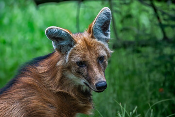 Mähnenwolf im Zoo Leipzig
