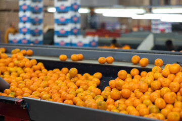 Ripe tangerines on the conveyor belt of a fruit processing plant.
