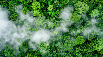 lush forest with dense green trees and mist creating serene atmosphere