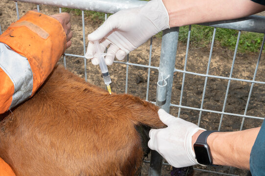 Epidural in a calf