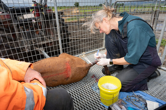 Calf surgery