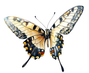 Fototapeta premium PNG Butterfly flying butterfly art illustration.
