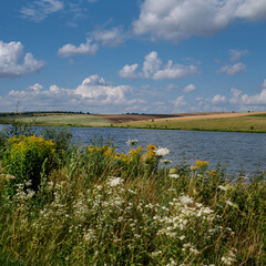 countryside by a lake, various grasses, wild herbs, summer flowers view across the pond to hills of rural fields, land lines, under a bright blue sky