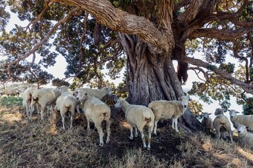 Flock of sheep resting under a large pohutukawa  tree, seeking shade. Tranquil rural scene. Mahurangi Regional Park Lookout, Warkworth, Auckland, New Zealand