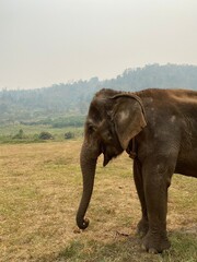 Fototapeta premium Elephant in Chiang Mai 