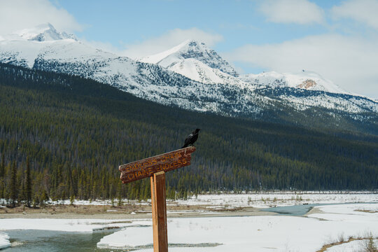 Crow sitting on the wooden sign with name of mountain