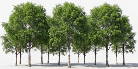 Black Alder Trees Isolated on Transparent Background - Close-Up Panoramic Photography for Nature Lovers, 3D Rendered, Ideal for Textures, Designs, and Artistic Projects