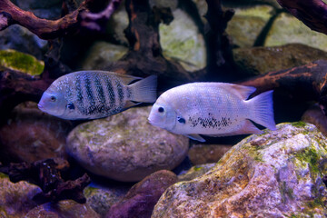 Cichlasoma striped swims in an aquarium close-up
