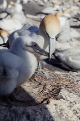 Close-up of a young Gannet chick being fed by its parent. Nurturing. Muriwai Gannet Colony, Murawai, Auckland, New Zealand