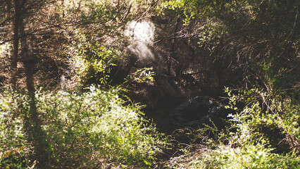 New zealand forest bush thermal activity steam amongst trees beautiful natural scenery