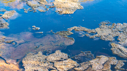 Thermal pools lakes puddles new zealand tokaanu steaming in nature beautiful forest bush