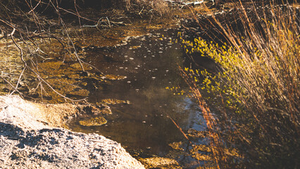 Thermal pools lakes puddles new zealand tokaanu steaming in nature beautiful forest bush