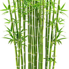 Green bamboo shoots with leaves, depicting nature and growth, ideal for eco-friendly and natural-themed projects.