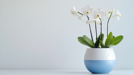 A minimalist display of orchids in a blue and white vase, placed on a plain white background.
