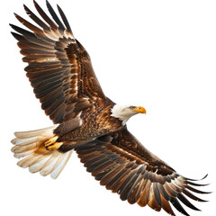Obraz premium Majestic bald eagle soaring with wings fully spread, showcasing powerful feathers and sharp beak against the clear sky.